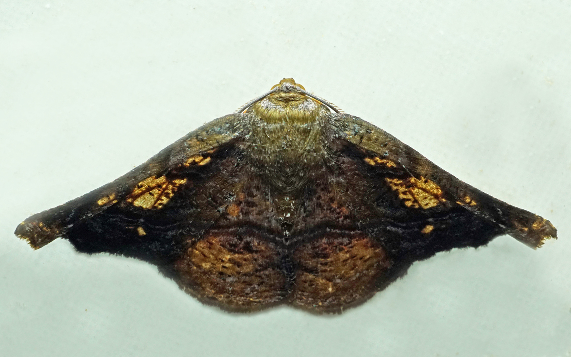 Hygrochroma sp. Dapa, Valle Del Cauca<br />
2100m