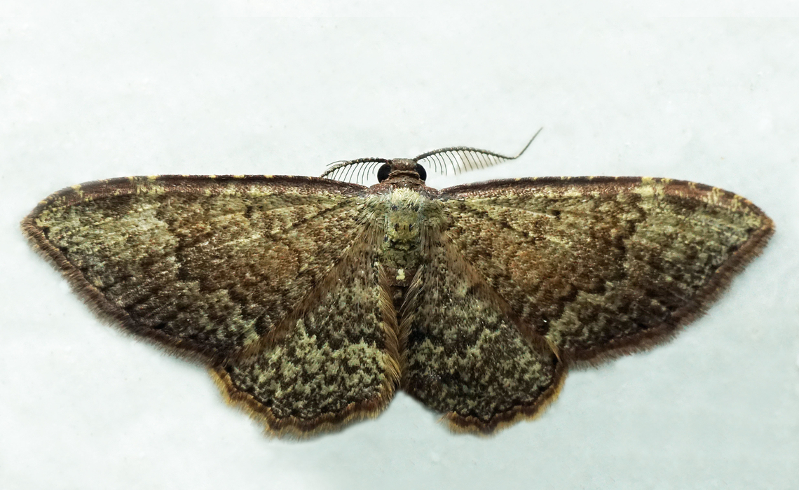 Eois sp. Dapa, Valle Del Cauca<br />
2100m
