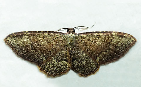 Eois sp. Dapa, Valle Del Cauca
2100m