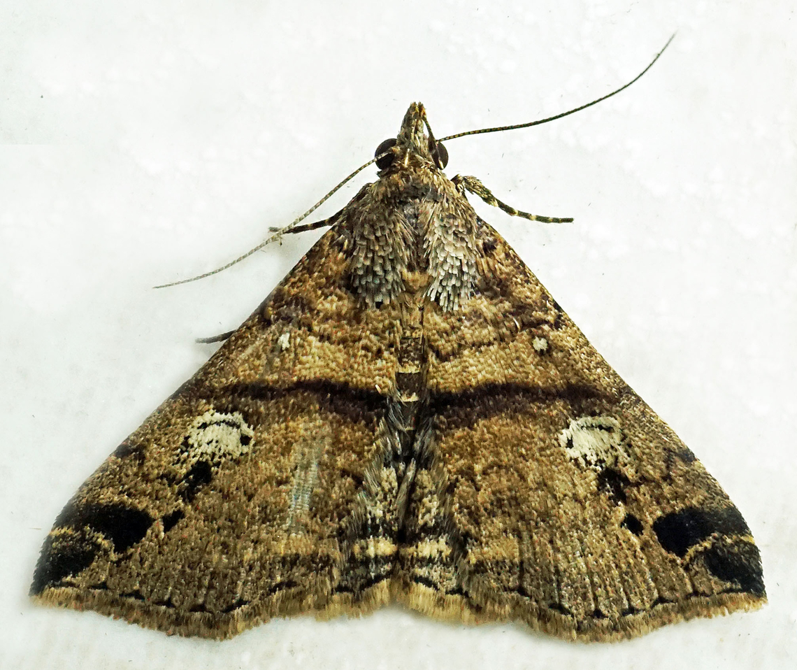 Rejectaria chisena Dapa, Valle Del Cauca<br />
2100m Rejectaria chisena