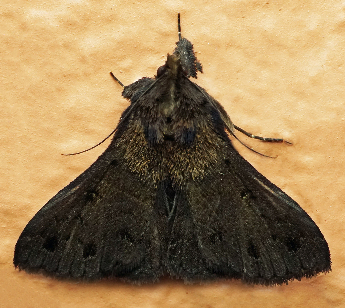 Rejectaria funebris Dapa, Valle Del Cauca<br />
2100m Rejectaria funebris