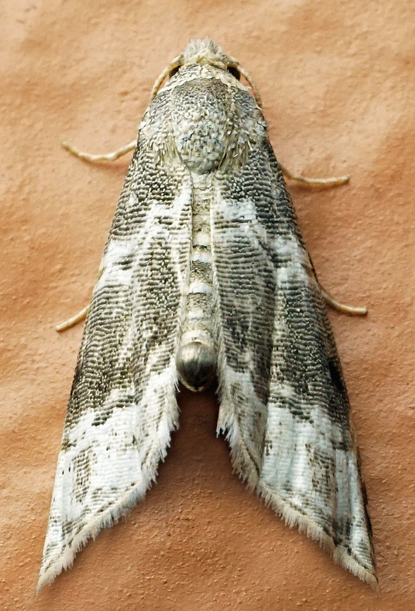 Abablemma sp. Dapa, Valle Del Cauca<br />
2100m