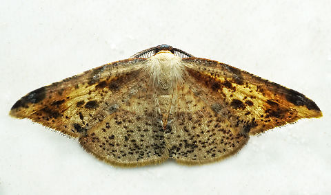 #1327 Dapa, Valle Del Cauca
2100m