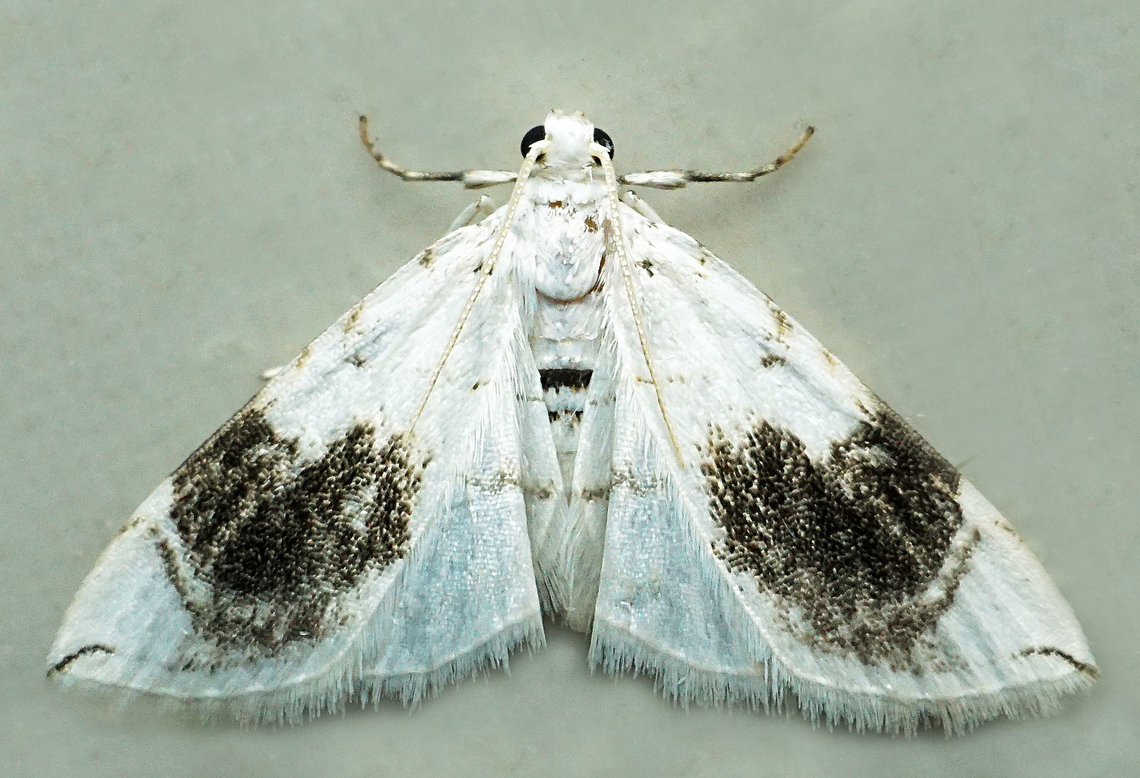 #1328 Dapa, Valle Del Cauca<br />
2100m