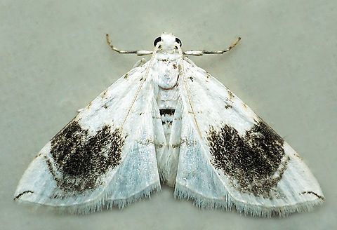 #1328 Dapa, Valle Del Cauca
2100m