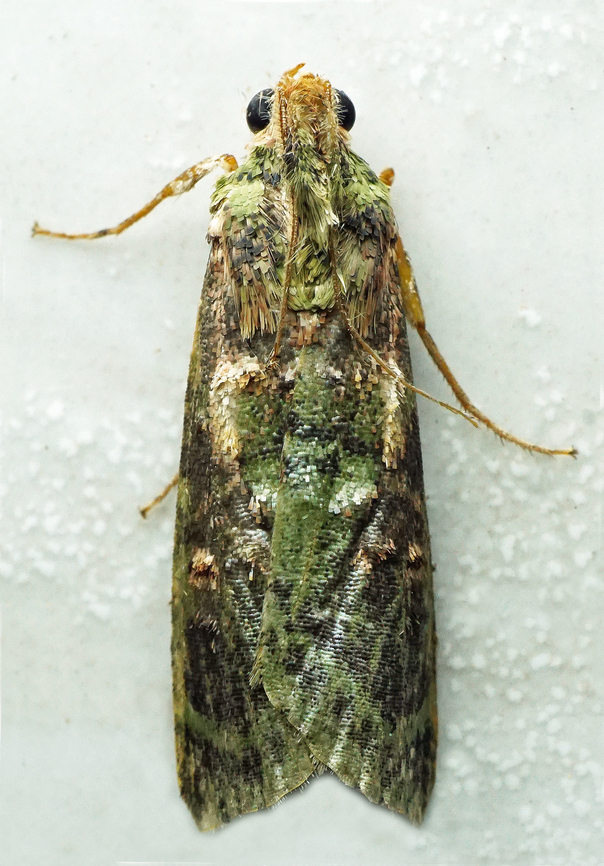 #1329 Dapa, Valle Del Cauca<br />
2100m