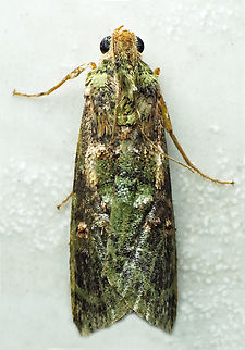 #1329 Dapa, Valle Del Cauca
2100m