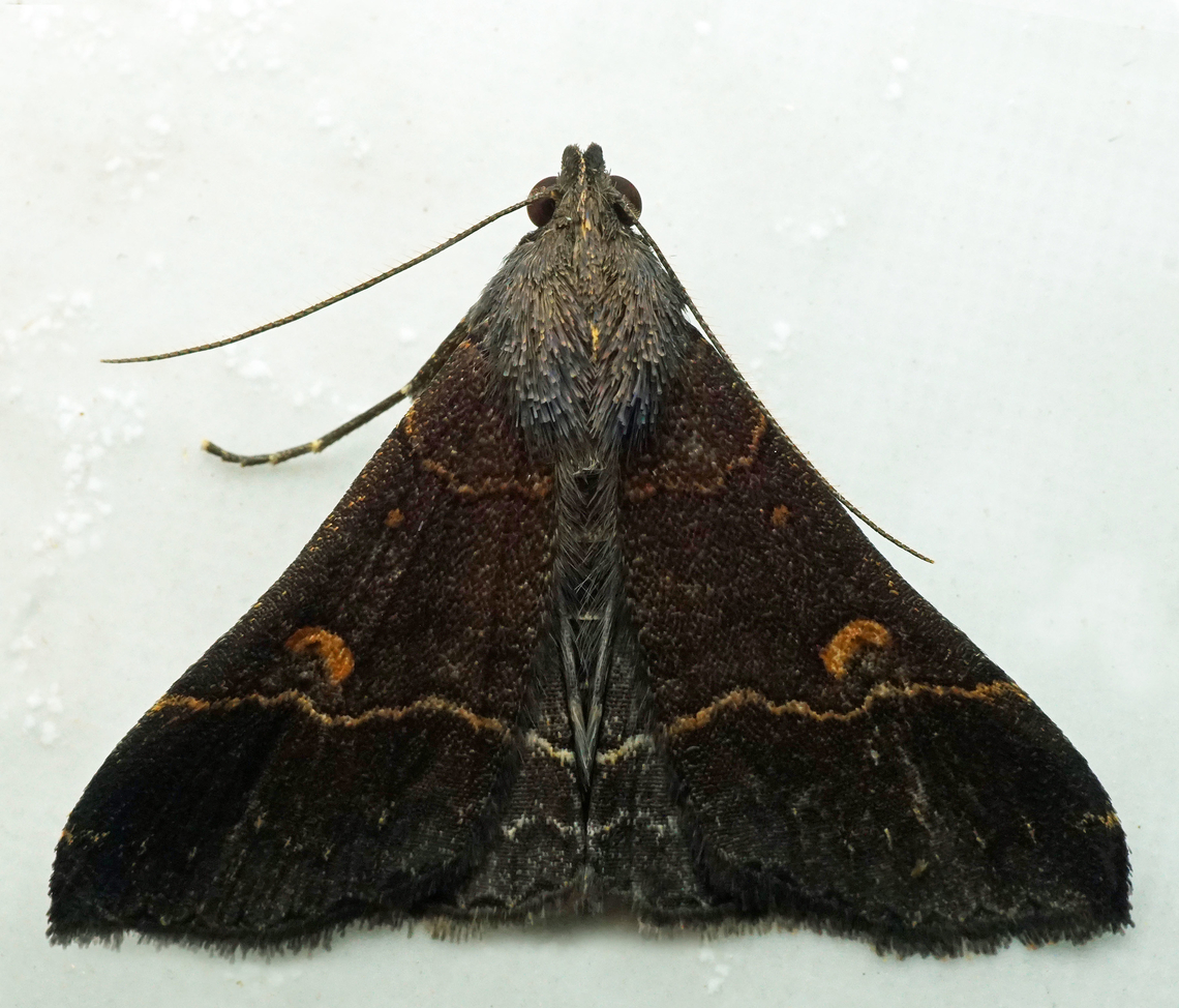 #1330 Dapa, Valle Del Cauca<br />
2100m