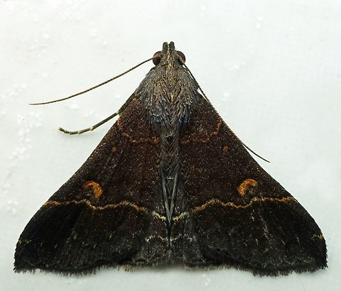 #1330 Dapa, Valle Del Cauca
2100m