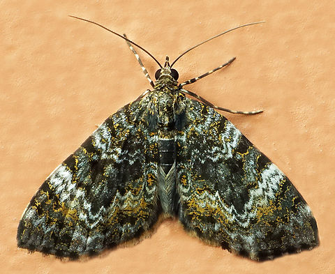 #1331 Dapa, Valle Del Cauca
2100m