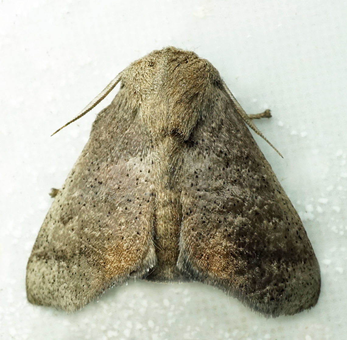 #1332 Dapa, Valle Del Cauca<br />
2100m