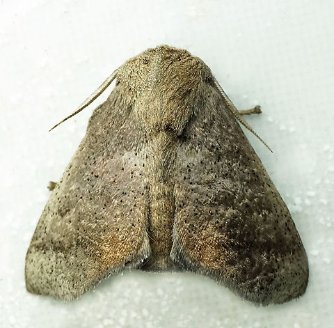 #1332 Dapa, Valle Del Cauca
2100m