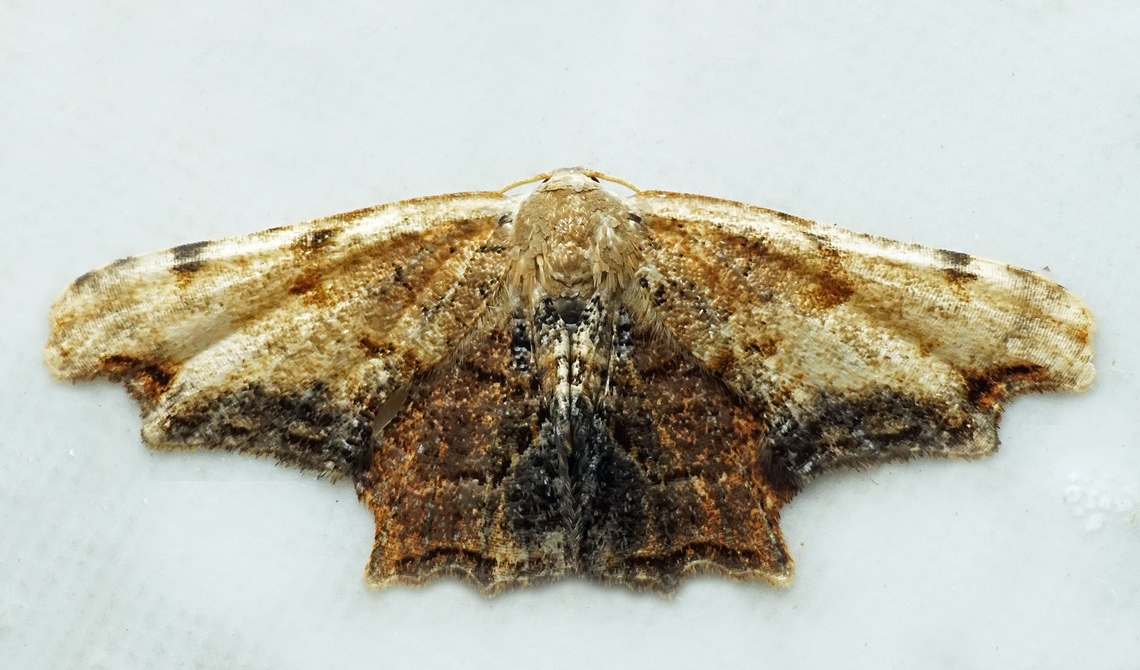 #1333 Dapa, Valle Del Cauca<br />
2100m