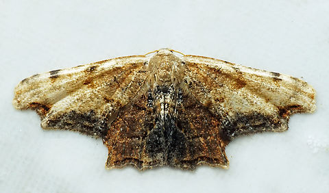 #1333 Dapa, Valle Del Cauca
2100m