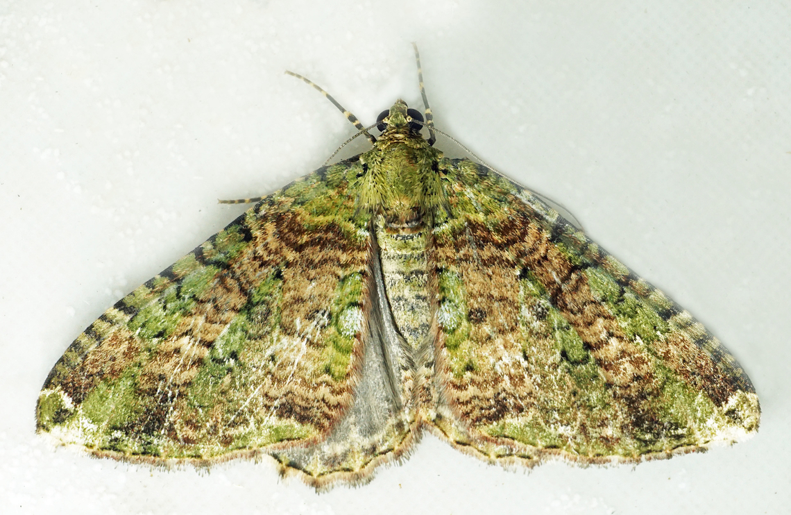 #1334 Dapa, Valle Del Cauca<br />
2100m