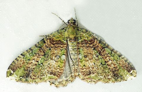 #1334 Dapa, Valle Del Cauca
2100m