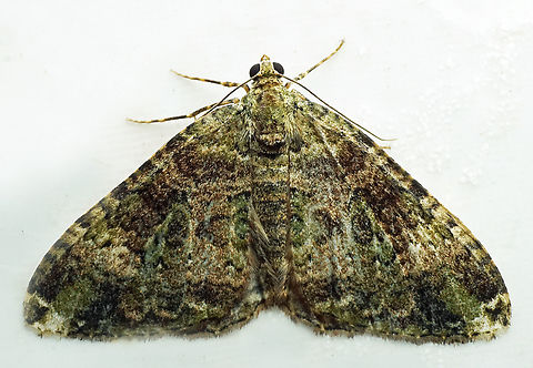 #1335 Dapa, Valle Del Cauca
2100m