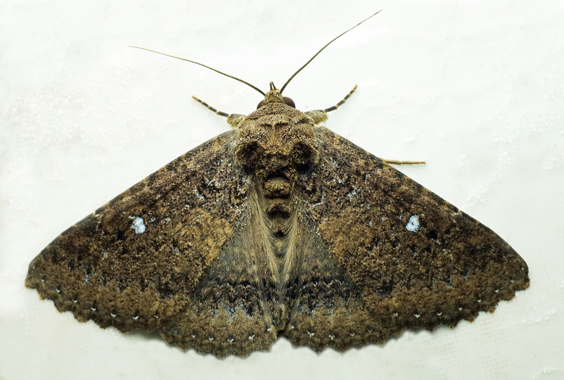 Hypersypnoides sp. Dapa, Valle Del Cauca<br />
2100m