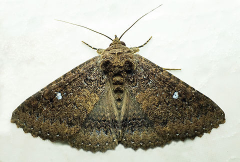 Hypersypnoides sp. Dapa, Valle Del Cauca
2100m