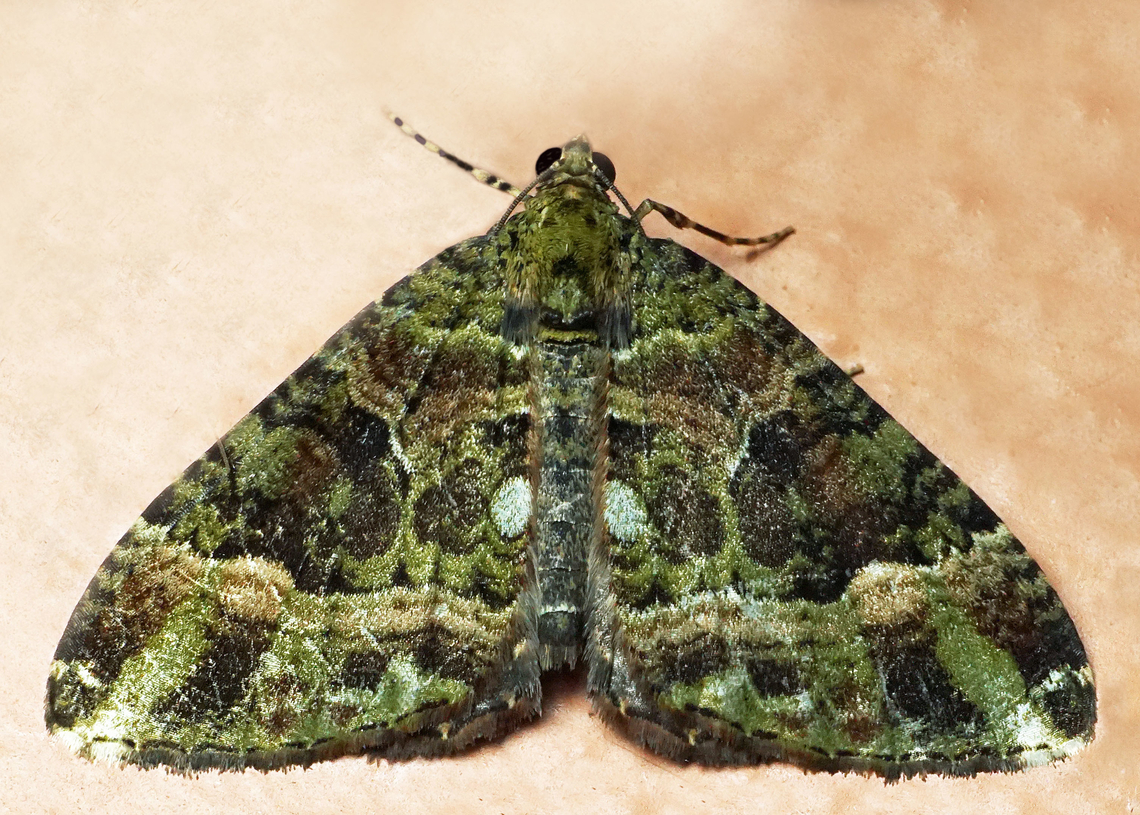 #1337 Dapa, Valle Del Cauca<br />
2100m