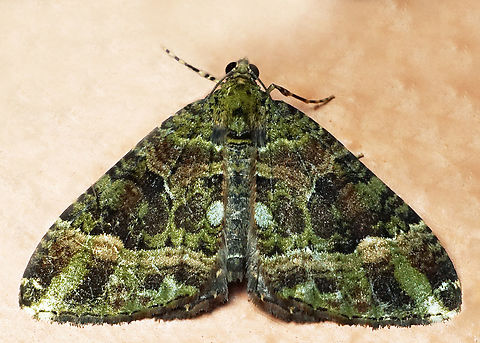 #1337 Dapa, Valle Del Cauca
2100m