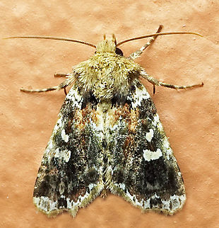 #1339 Dapa, Valle Del Cauca
2100m