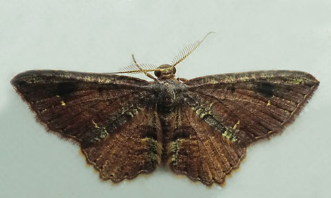 #1340 Dapa, Valle Del Cauca
2100m