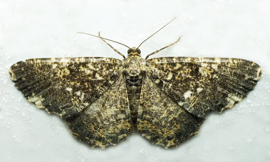 #1341 Dapa, Valle Del Cauca<br />
2100m