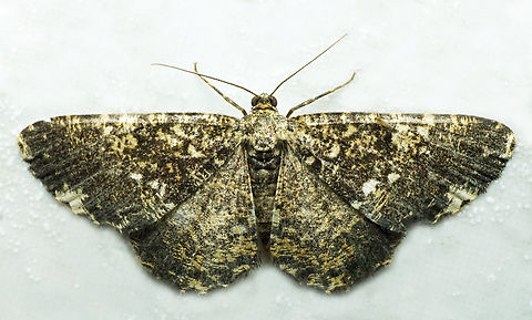 #1341 Dapa, Valle Del Cauca
2100m