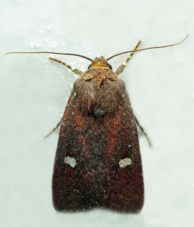 #1342 Dapa, Valle Del Cauca<br />
2100m