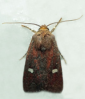 #1342 Dapa, Valle Del Cauca
2100m