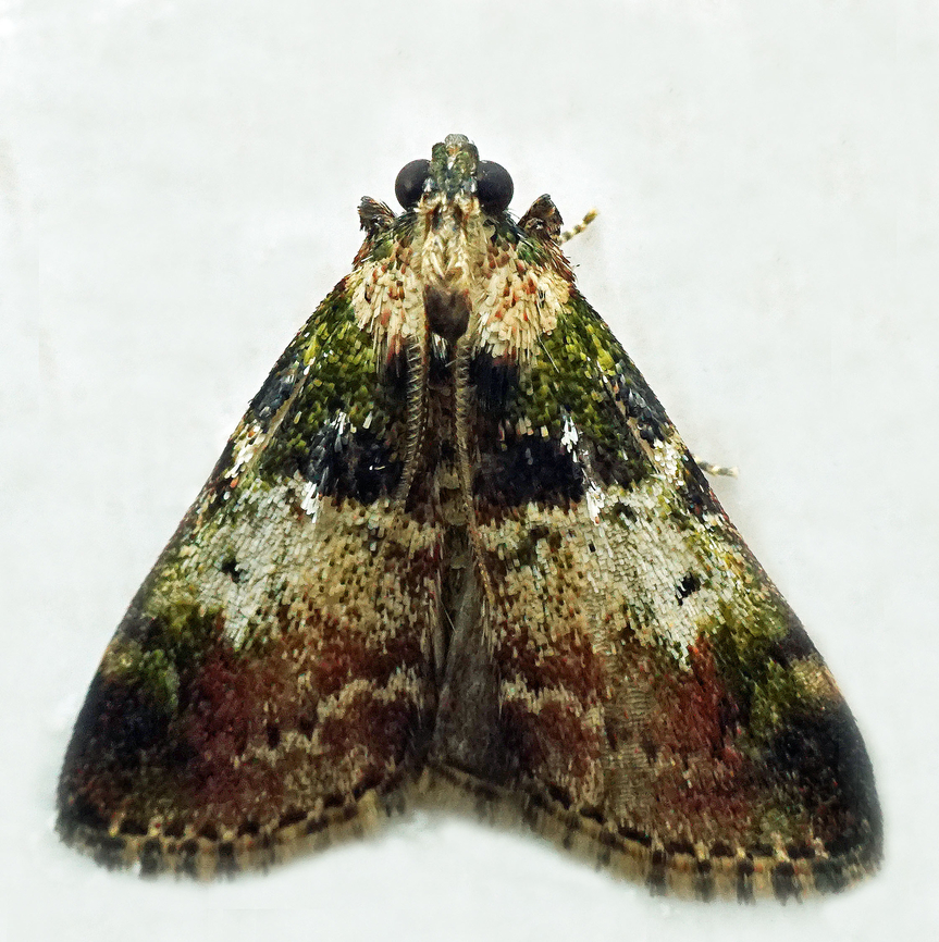 #1343 Dapa, Valle Del Cauca<br />
2100m National Moth Week 2022,moth week 2022