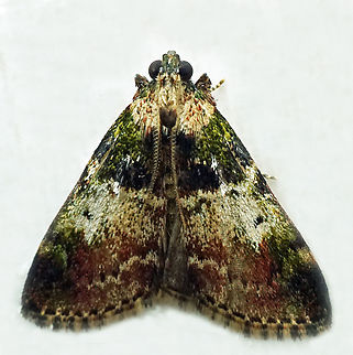 #1343 Dapa, Valle Del Cauca
2100m National Moth Week 2022,moth week 2022