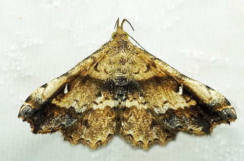 #1344 Dapa, Valle Del Cauca
2100m National Moth Week 2022,moth week 2022