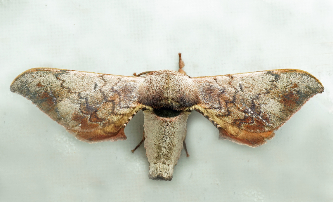 #1345 Dapa, Valle Del Cauca<br />
2100m National Moth Week 2022,moth week 2022