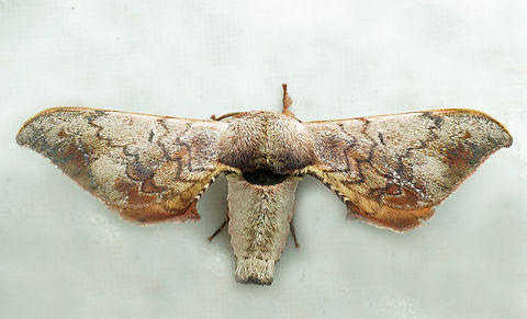 #1345 Dapa, Valle Del Cauca
2100m National Moth Week 2022,moth week 2022