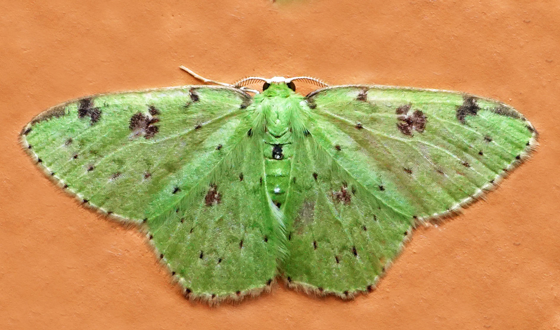 Lissochlora manostigma Dapa, Valle Del Cauca<br />
2100m Lissochlora manostigma,National Moth Week 2022,moth week 2022