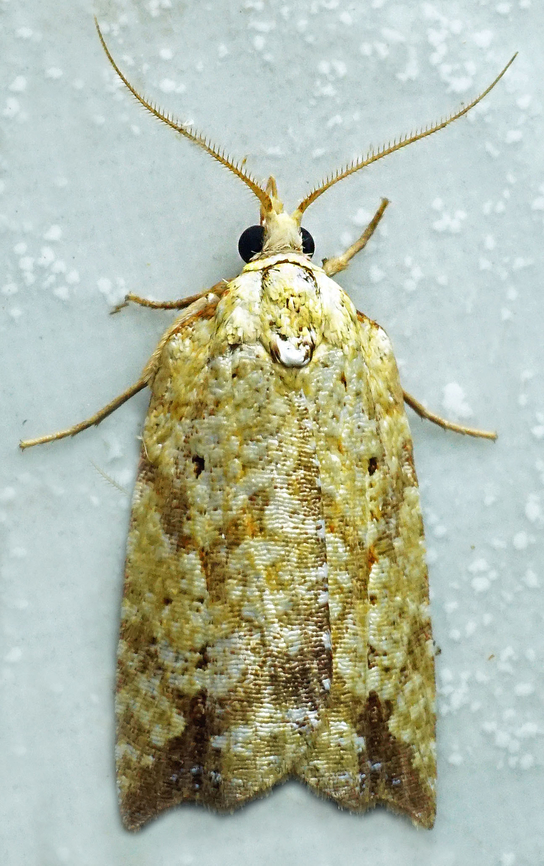 #1347 Dapa, Valle Del Cauca<br />
2100m National Moth Week 2022,moth week 2022