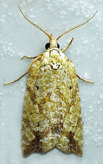 #1347 Dapa, Valle Del Cauca
2100m National Moth Week 2022,moth week 2022