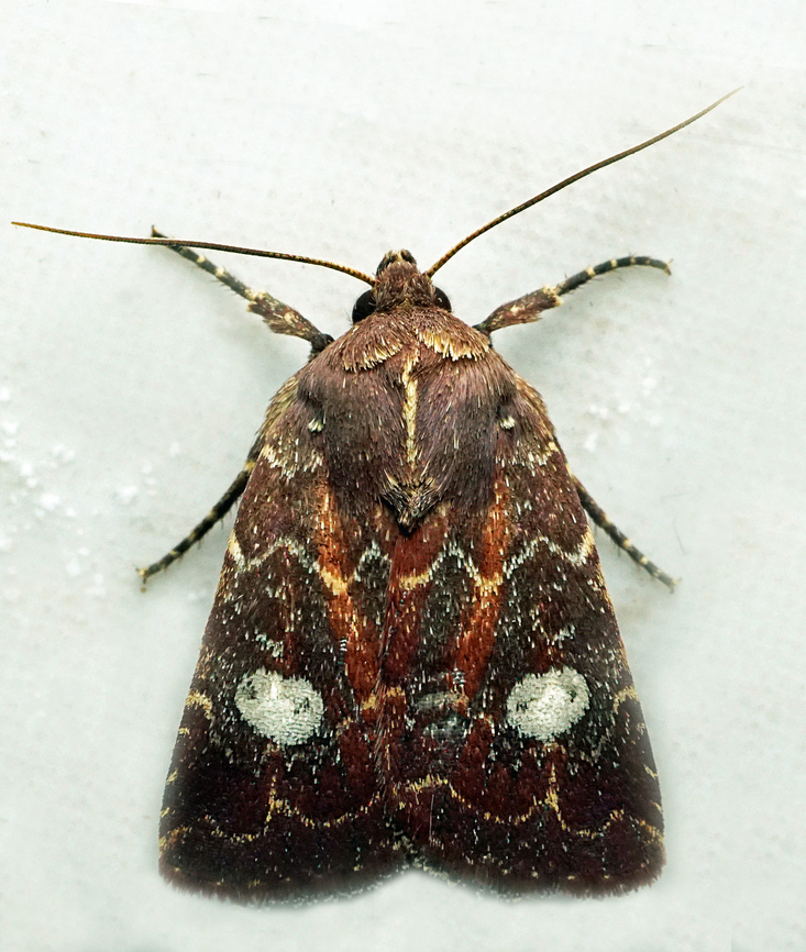 #1348 Dapa, Valle Del Cauca<br />
2100m Cerastis tenebrifera,National Moth Week 2022,moth week 2022