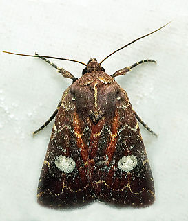#1348 Dapa, Valle Del Cauca
2100m Cerastis tenebrifera,National Moth Week 2022,moth week 2022