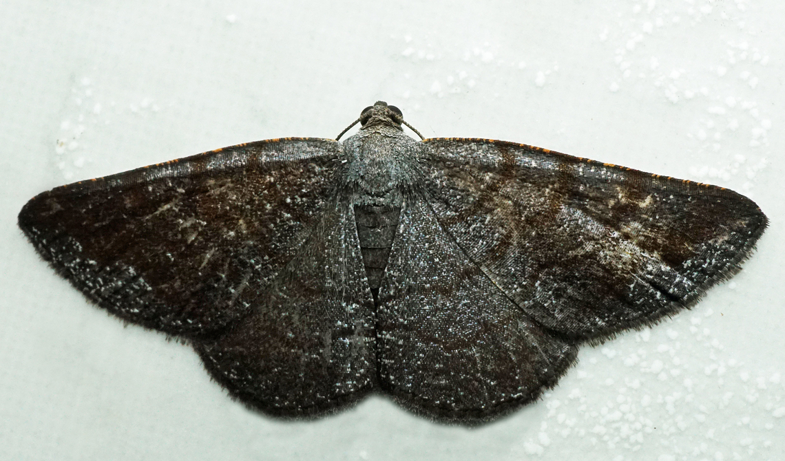 #1349 Dapa, Valle Del Cauca<br />
2100m National Moth Week 2022,moth week 2022
