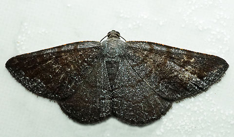 #1349 Dapa, Valle Del Cauca
2100m National Moth Week 2022,moth week 2022