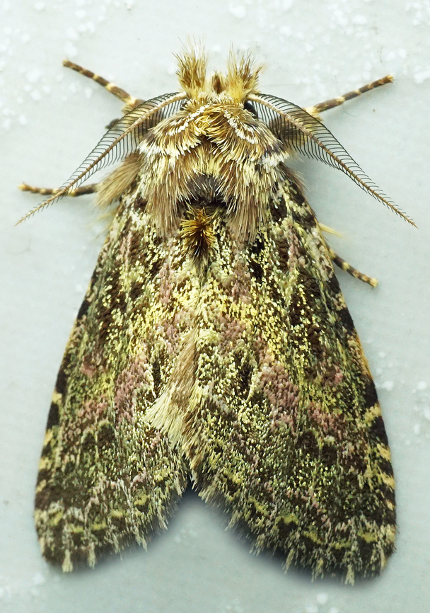 #1350 Dapa, Valle Del Cauca<br />
2100m National Moth Week 2022,moth week 2022