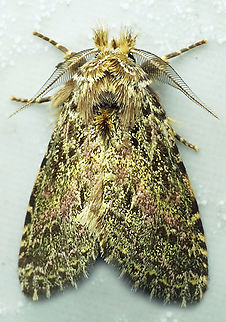 #1350 Dapa, Valle Del Cauca
2100m National Moth Week 2022,moth week 2022