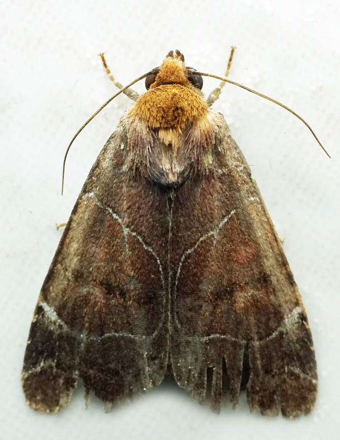 Elaphria sp. Dapa, Valle Del Cauca<br />
2100m National Moth Week 2022,moth week 2022