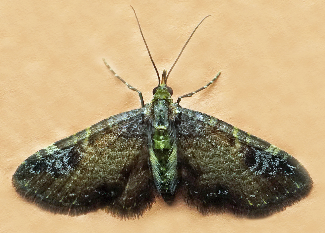 #1352 Dapa, Valle Del Cauca<br />
2100m National Moth Week 2022,moth week 2022