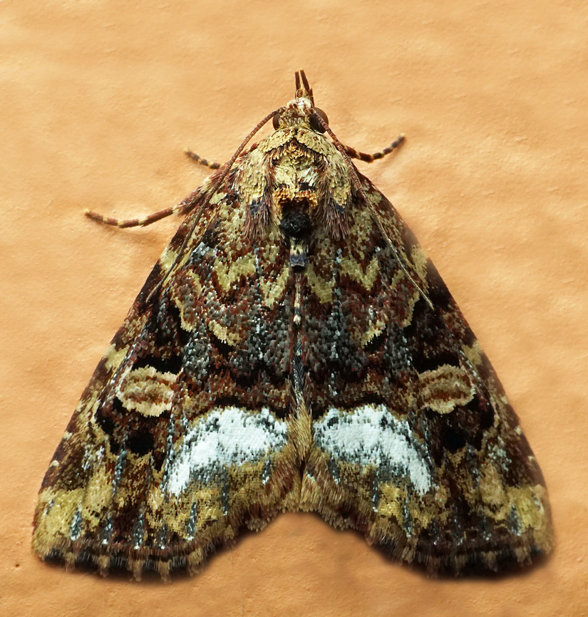 #1353 Dapa, Valle Del Cauca<br />
2100m National Moth Week 2022,moth week 2022