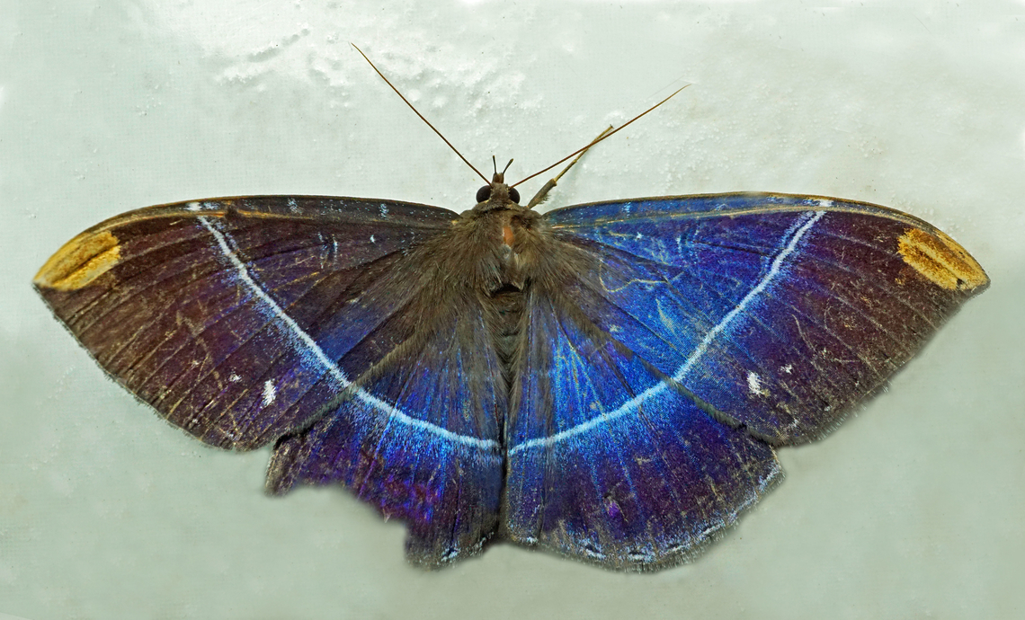 Hemeroblemma laguerrei Dapa, Valle Del Cauca<br />
2100m Hemeroblemma laguerrei,National Moth Week 2022,moth week 2022