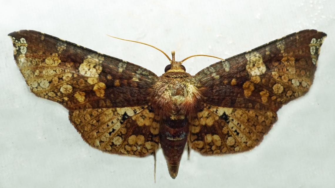 Rhodoneura sp. Dapa, Valle Del Cauca<br />
2100m National Moth Week 2022,moth week 2022